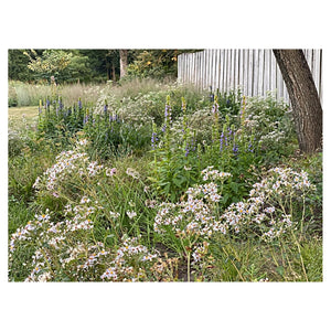 Prairie Up: An Introduction to Natural Garden Design 