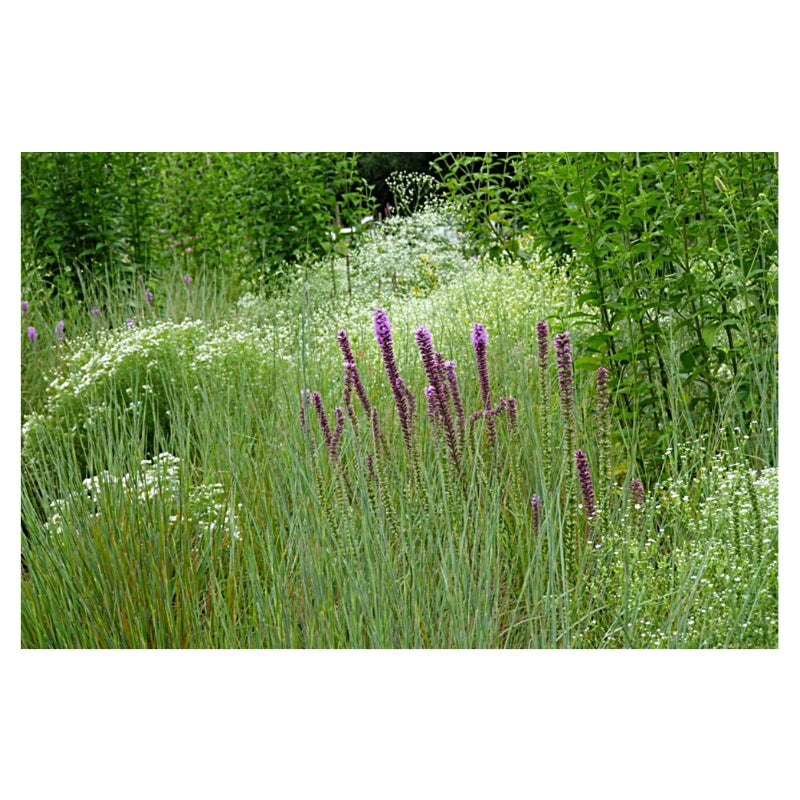 Prairie Up: An Introduction to Natural Garden Design 